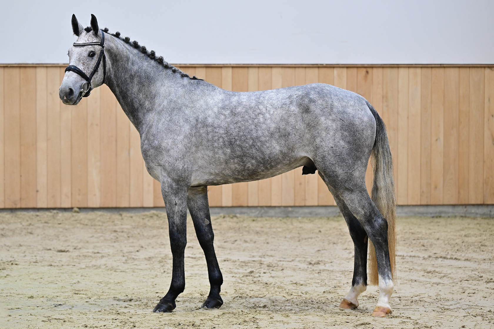 CALOKI DU ROSENGARTEN Z - Impressive quality jumper sired by
